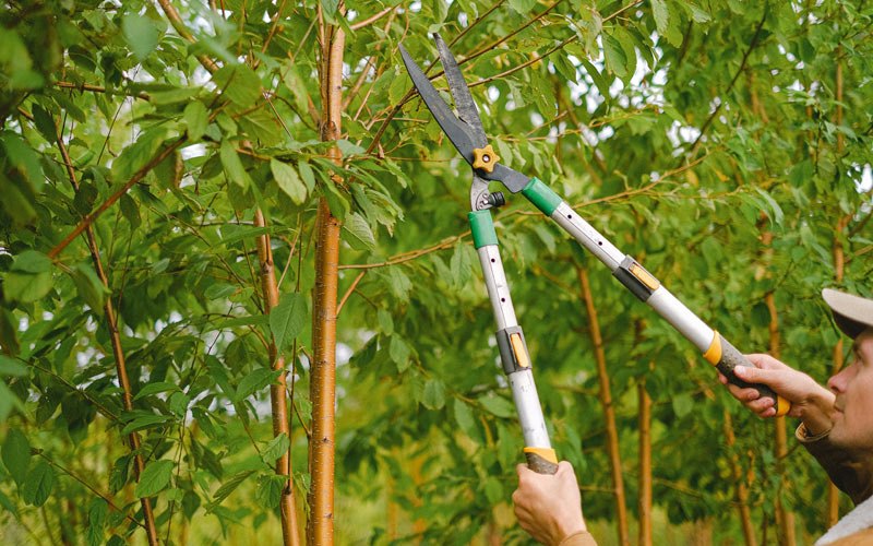 Tree trimming in Yale, IA